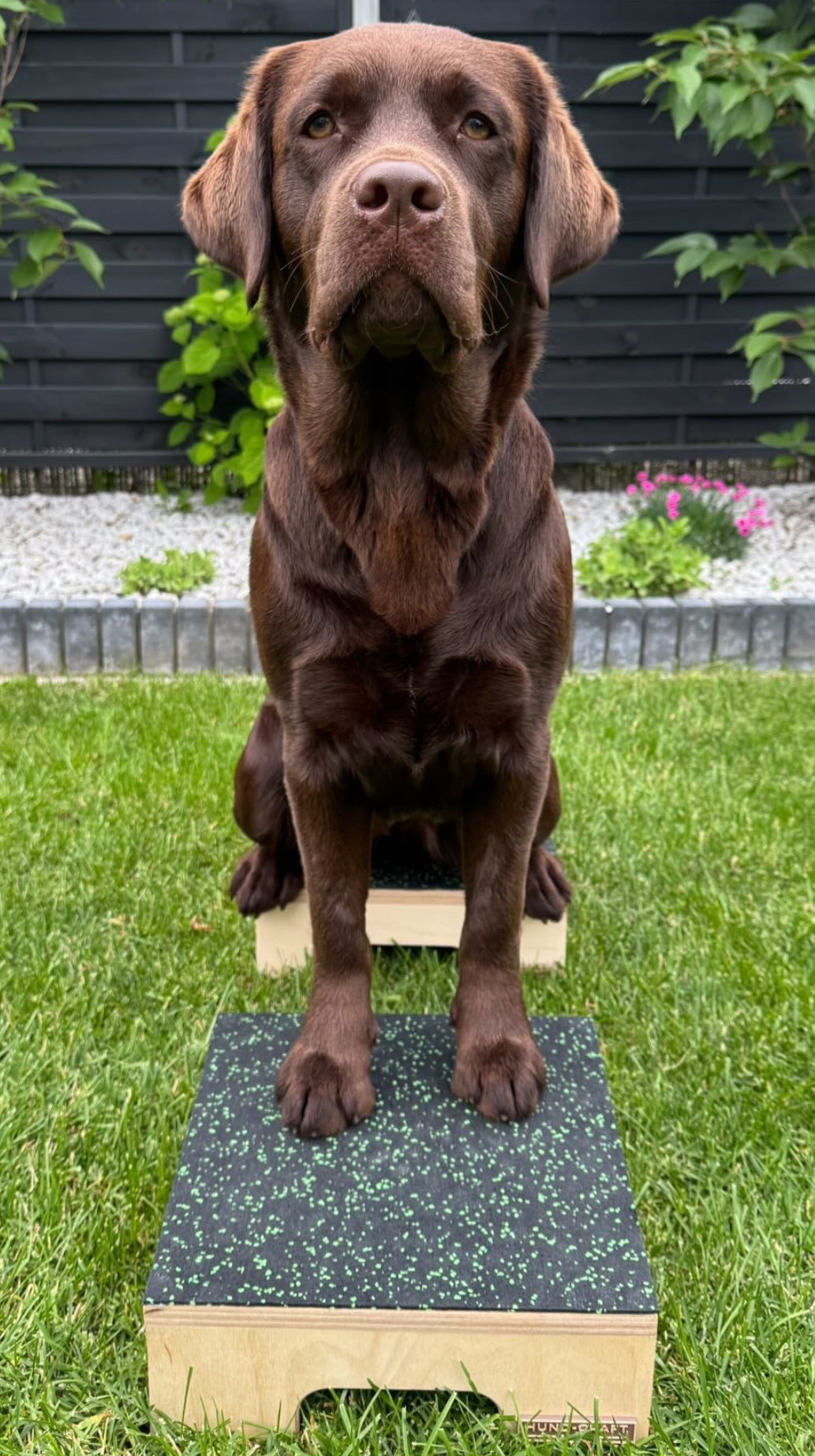 Hund Step & Train – Trainingspodest aus Holz für Hunde