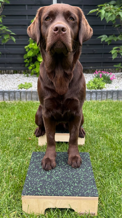 Hund Step & Train – Trainingspodest aus Holz für Hunde