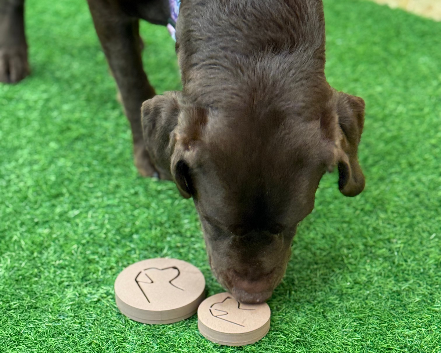 Hund Magnet Box – magnetic scent box for dogs